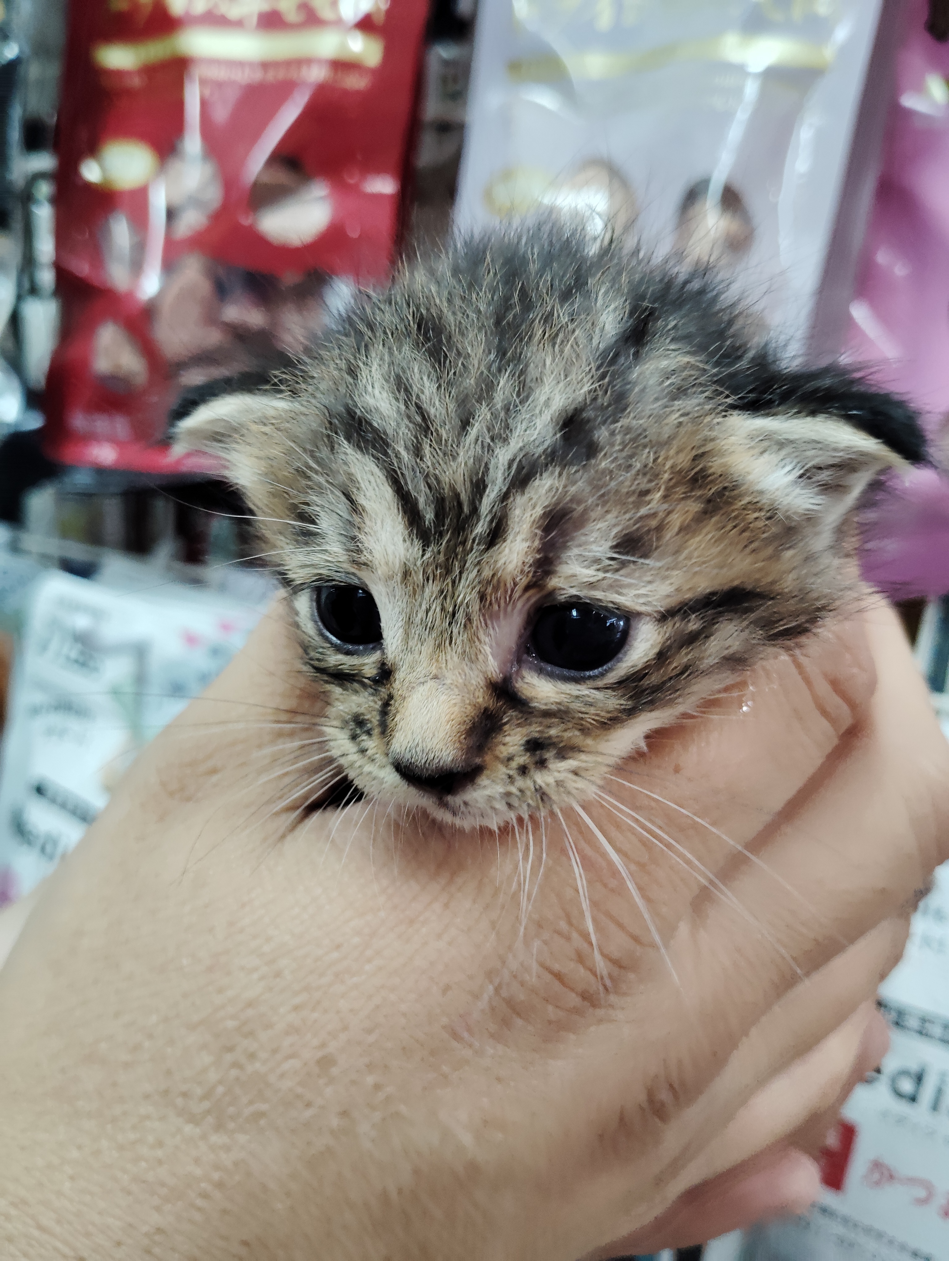 猫ちゃん里親募集: ペットショップPEPE お店情報